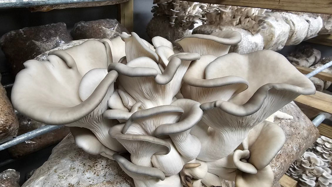 Blue Oyster Mushroom