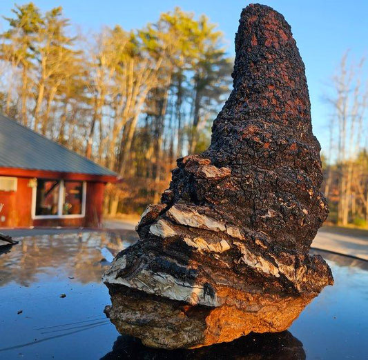 Chaga: The Ultimate Weapon for Winter!