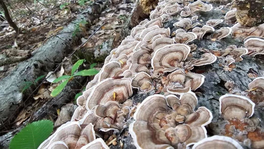 The Ultimate Guide to Turkey Tail Mushrooms